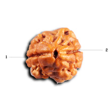 Load image into Gallery viewer, 2 Mukhi Rudraksha from Nepal - Bead No. 188