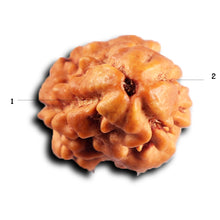 Load image into Gallery viewer, 2 Mukhi Rudraksha from Nepal - Bead No. 189
