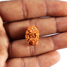 Load image into Gallery viewer, 2 Mukhi Rudraksha from Nepal - Bead No. 190
