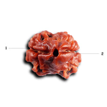 Load image into Gallery viewer, 2 Mukhi Rudraksha from Nepal - Bead No. 191