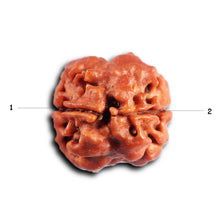 Load image into Gallery viewer, 2 Mukhi Rudraksha from Nepal - Bead No. 193