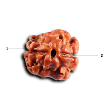 Load image into Gallery viewer, 2 Mukhi Rudraksha from Nepal - Bead No. 194