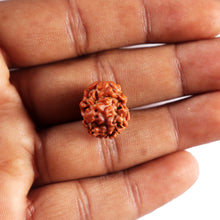 Load image into Gallery viewer, 2 Mukhi Rudraksha from Nepal - Bead No. 194