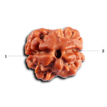 Load image into Gallery viewer, 2 Mukhi Rudraksha from Nepal - Bead No. 196