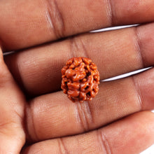 Load image into Gallery viewer, 2 Mukhi Rudraksha from Nepal - Bead No. 197