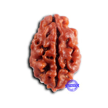 Load image into Gallery viewer, 2 Mukhi Rudraksha from Nepal - Bead No. 198