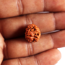 Load image into Gallery viewer, 2 Mukhi Rudraksha from Nepal - Bead No. 199