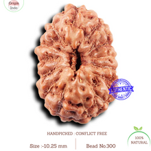 Load image into Gallery viewer, 14 mukhi Indonesian Rudraksha - Bead No. 300