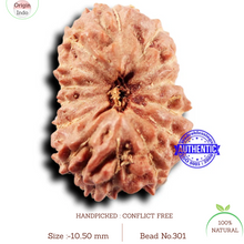 Load image into Gallery viewer, 14 mukhi Indonesian Rudraksha - Bead No. 301