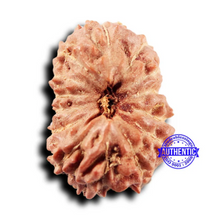 Load image into Gallery viewer, 14 mukhi Indonesian Rudraksha - Bead No. 301