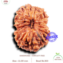 Load image into Gallery viewer, 14 mukhi Indonesian Rudraksha - Bead No. 303