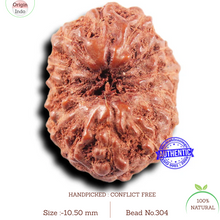 Load image into Gallery viewer, 14 mukhi Indonesian Rudraksha - Bead No. 304