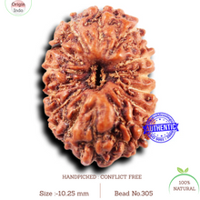 Load image into Gallery viewer, 14 mukhi Indonesian Rudraksha - Bead No. 305