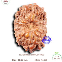 Load image into Gallery viewer, 14 mukhi Indonesian Rudraksha - Bead No. 308