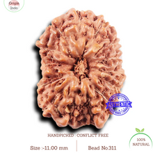 Load image into Gallery viewer, 14 mukhi Indonesian Rudraksha - Bead No. 311