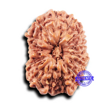 Load image into Gallery viewer, 14 mukhi Indonesian Rudraksha - Bead No. 311