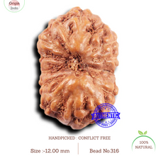 Load image into Gallery viewer, 14 mukhi Indonesian Rudraksha - Bead No. 316