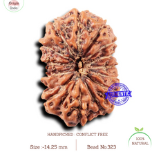 Load image into Gallery viewer, 14 mukhi Indonesian Rudraksha - Bead No. 323