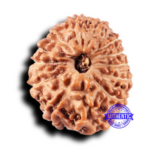 Load image into Gallery viewer, 14 mukhi Indonesian Rudraksha - Bead No. 325