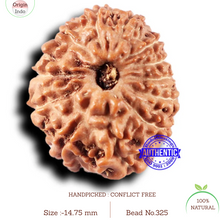 Load image into Gallery viewer, 14 mukhi Indonesian Rudraksha - Bead No. 325