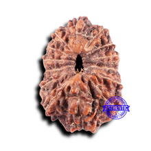 Load image into Gallery viewer, 14 mukhi Indonesian Rudraksha - Bead No. 331