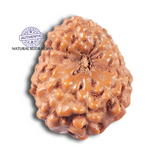 Load image into Gallery viewer, 14 mukhi Indonesian Rudraksha - Bead No. 352