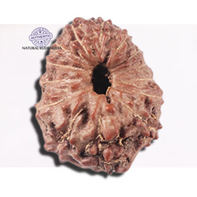 Load image into Gallery viewer, 14 mukhi Indonesian Rudraksha - Bead No. 353