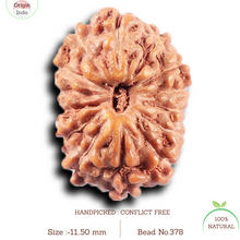 Load image into Gallery viewer, 14 mukhi Indonesian Rudraksha - Bead No. 378
