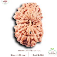 Load image into Gallery viewer, 14 mukhi Indonesian Rudraksha - Bead No. 380