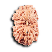 Load image into Gallery viewer, 14 mukhi Indonesian Rudraksha - Bead No. 380