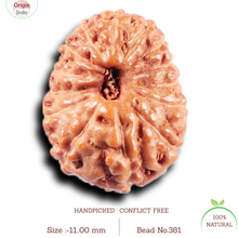 Load image into Gallery viewer, 14 mukhi Indonesian Rudraksha - Bead No. 381