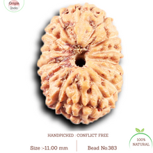 Load image into Gallery viewer, 14 mukhi Indonesian Rudraksha - Bead No. 383