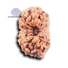 Load image into Gallery viewer, 14 mukhi Indonesian Rudraksha - Bead No. 385