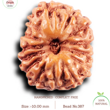 Load image into Gallery viewer, 14 mukhi Indonesian Rudraksha - Bead No. 387