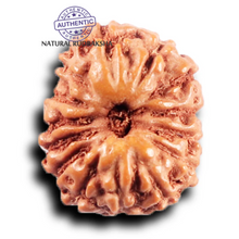 Load image into Gallery viewer, 14 mukhi Indonesian Rudraksha - Bead No. 387