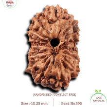 Load image into Gallery viewer, 14 mukhi Indonesian Rudraksha - Bead No. 396