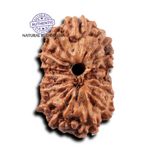 Load image into Gallery viewer, 14 mukhi Indonesian Rudraksha - Bead No. 396