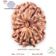 Load image into Gallery viewer, 14 mukhi Indonesian Rudraksha - Bead No. 398