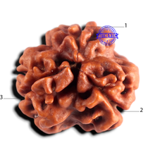 Load image into Gallery viewer, 3 Mukhi Rudraksha from Nepal - Bead No. 435