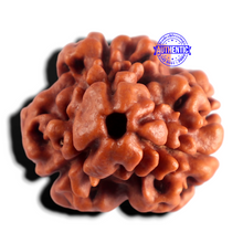 Load image into Gallery viewer, 3 Mukhi Rudraksha from Nepal - Bead No. 435