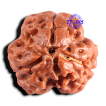 Load image into Gallery viewer, 3 Mukhi Rudraksha from Nepal - Bead No. 436