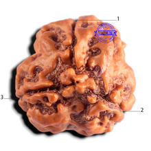 Load image into Gallery viewer, 3 Mukhi Rudraksha from Nepal - Bead No. 437