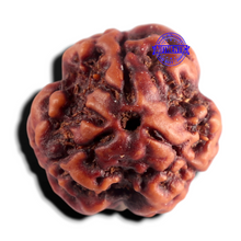 Load image into Gallery viewer, 3 Mukhi Rudraksha from Nepal - Bead No. 442