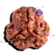 Load image into Gallery viewer, 3 Mukhi Rudraksha from Nepal - Bead No. 444
