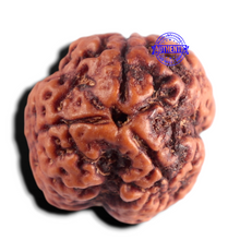 Load image into Gallery viewer, 3 Mukhi Rudraksha from Nepal - Bead No. 445