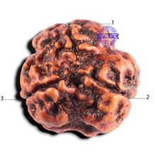 Load image into Gallery viewer, 3 Mukhi Rudraksha from Nepal - Bead No. 446
