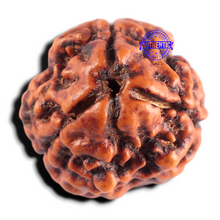 Load image into Gallery viewer, 3 Mukhi Rudraksha from Nepal - Bead No. 446