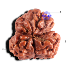 Load image into Gallery viewer, 3 Mukhi Rudraksha from Nepal - Bead No. 449