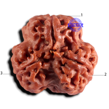 Load image into Gallery viewer, 3 Mukhi Rudraksha from Nepal - Bead No. 450