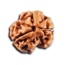 Load image into Gallery viewer, 3 Mukhi Rudraksha from Nepal - Bead No. 418